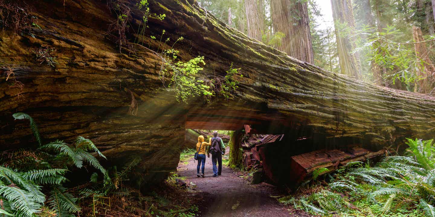 Kalifornien-Urlaub im Redwood-Nationalpark