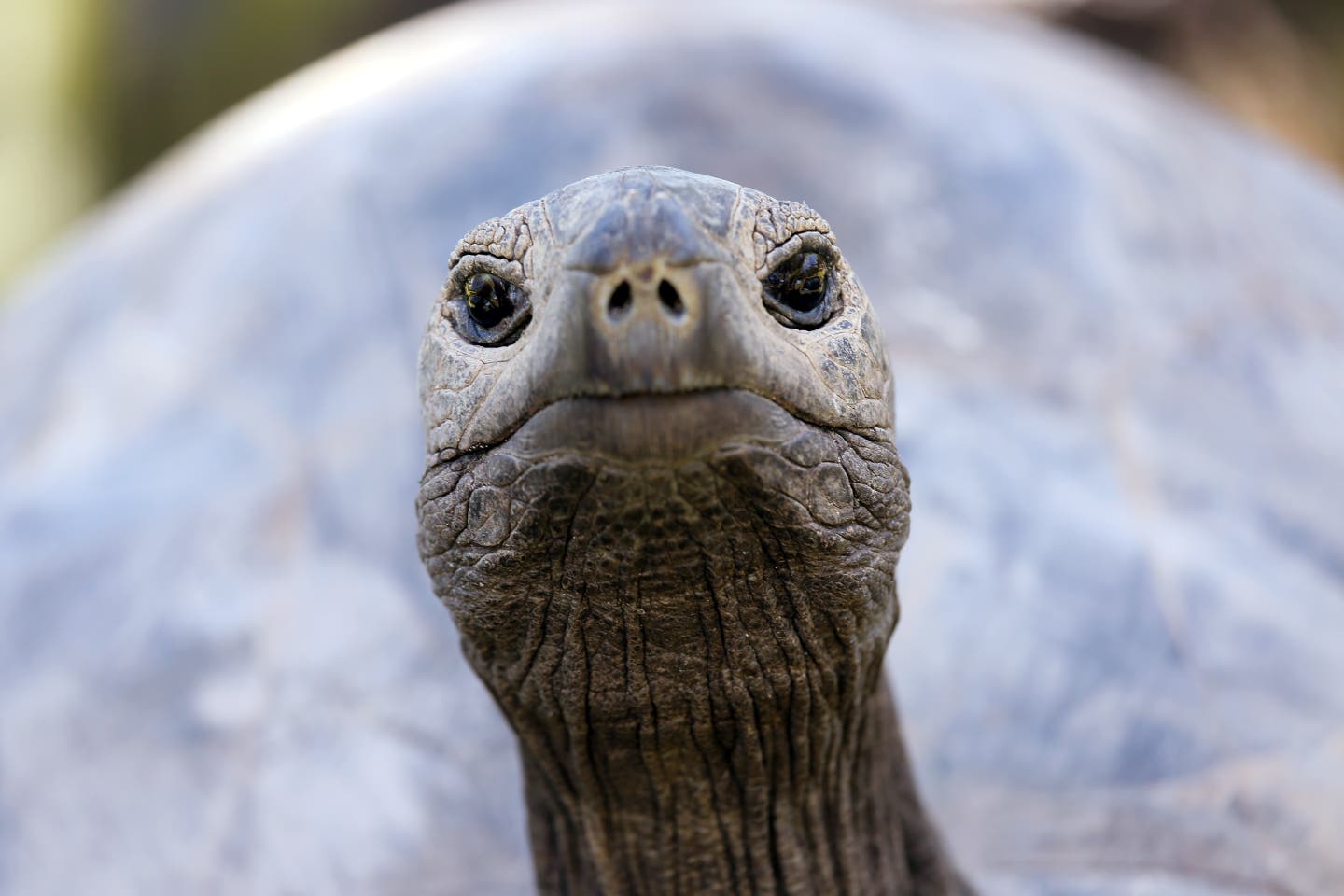 Seychellen-Schildkröte Esmeralda