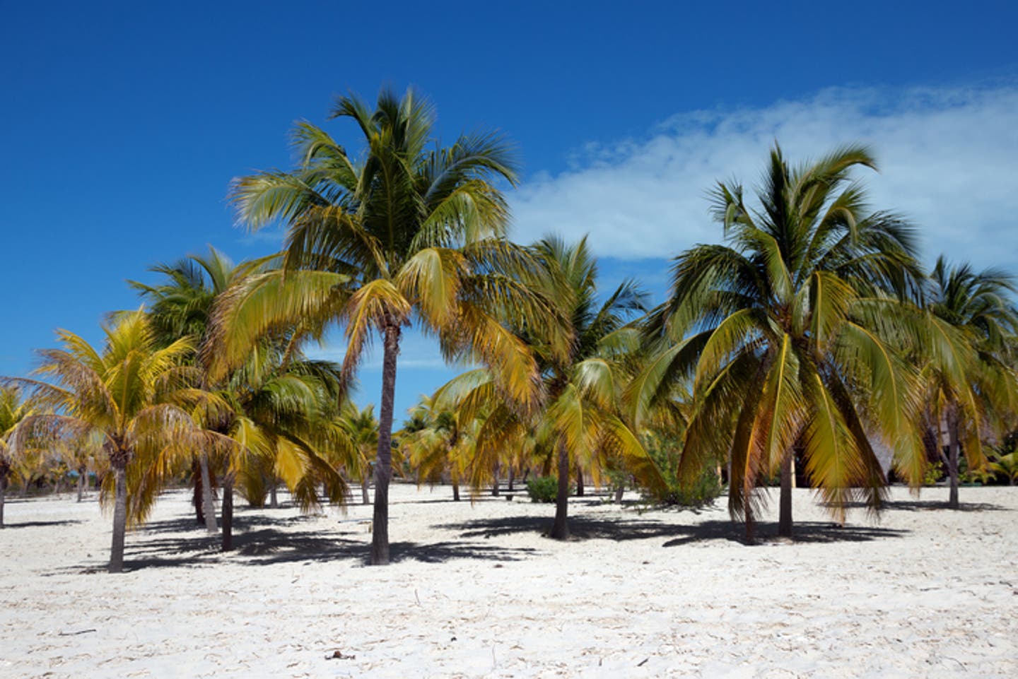 Hotels Cayo Largo Del Sur