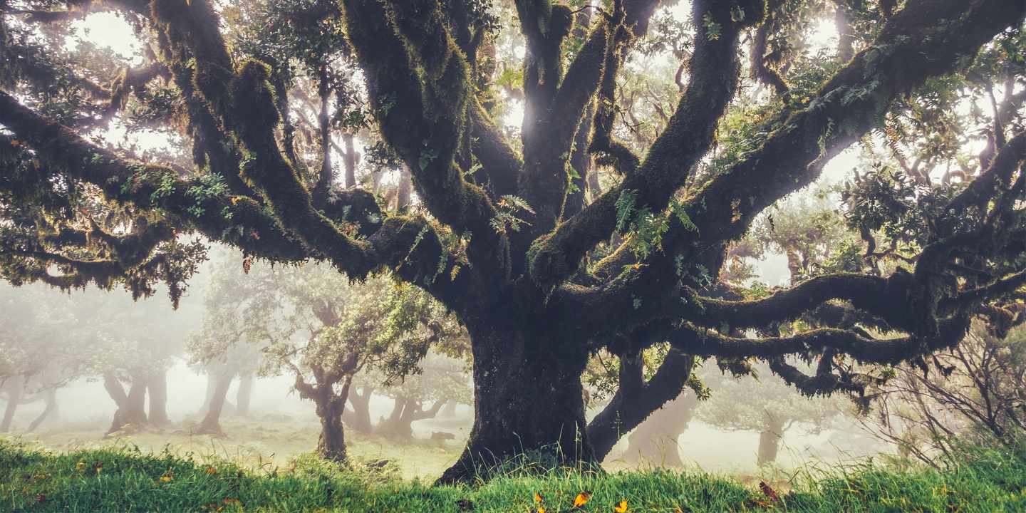Alte Til-Lorbeerbäume mit moosbewachsenen Ästen im Nebel im Fanal Forest auf Madeira
