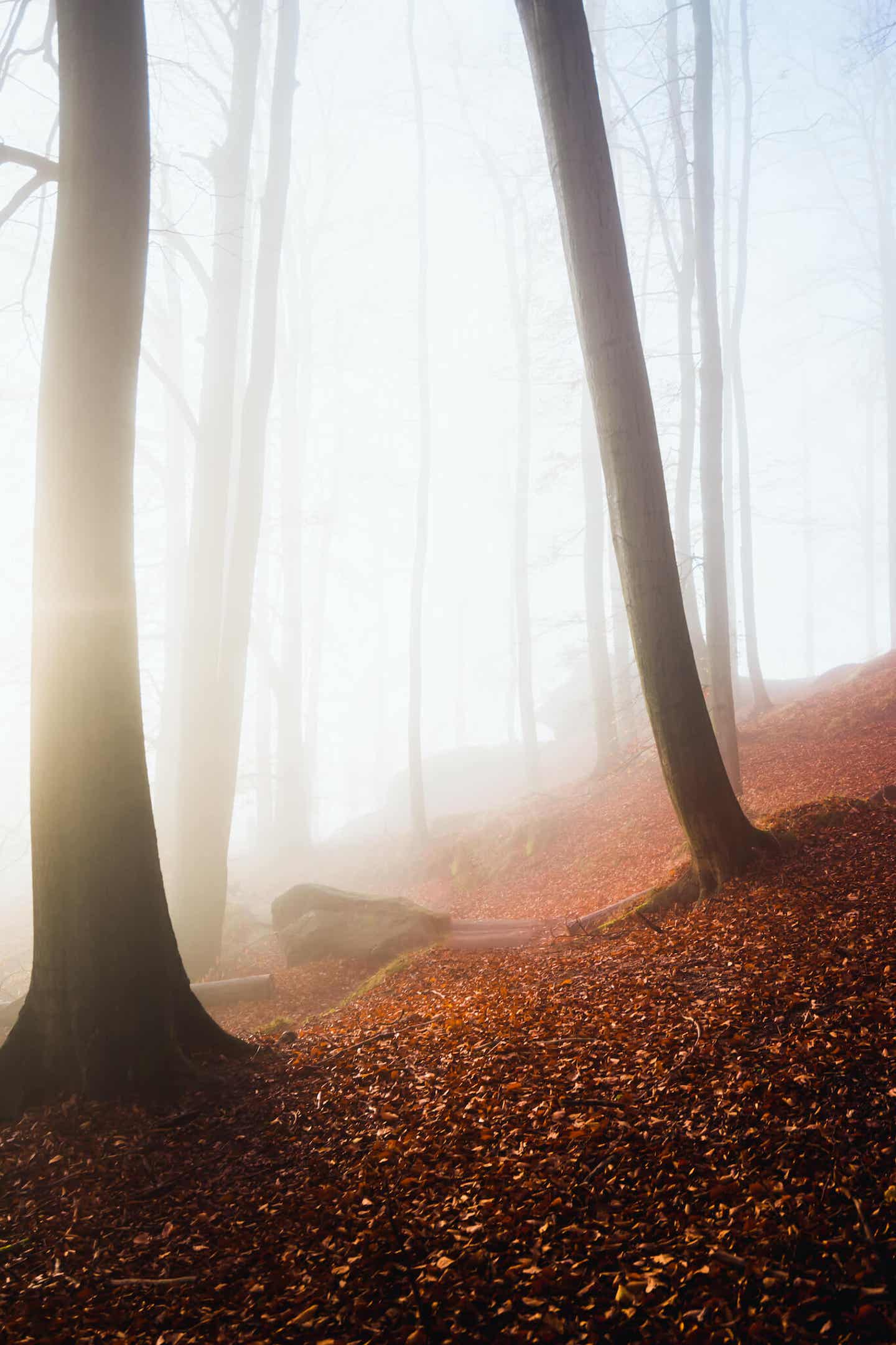 Mystischer Fotospot: Nebel in der Sächsischen Schweiz