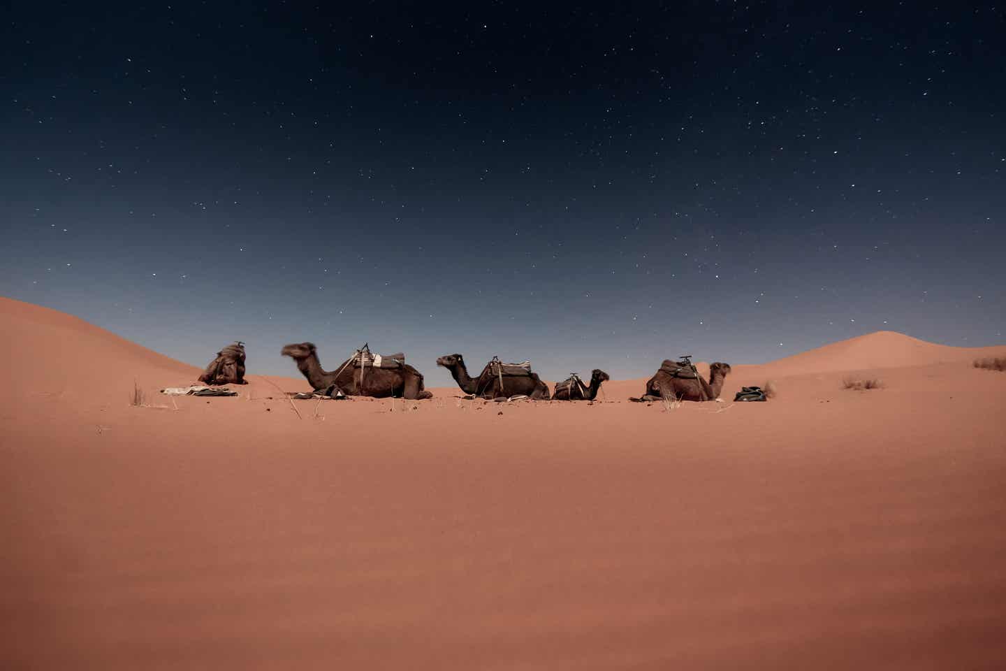 Kamele in den Dünen von Merzouga, Tunesien