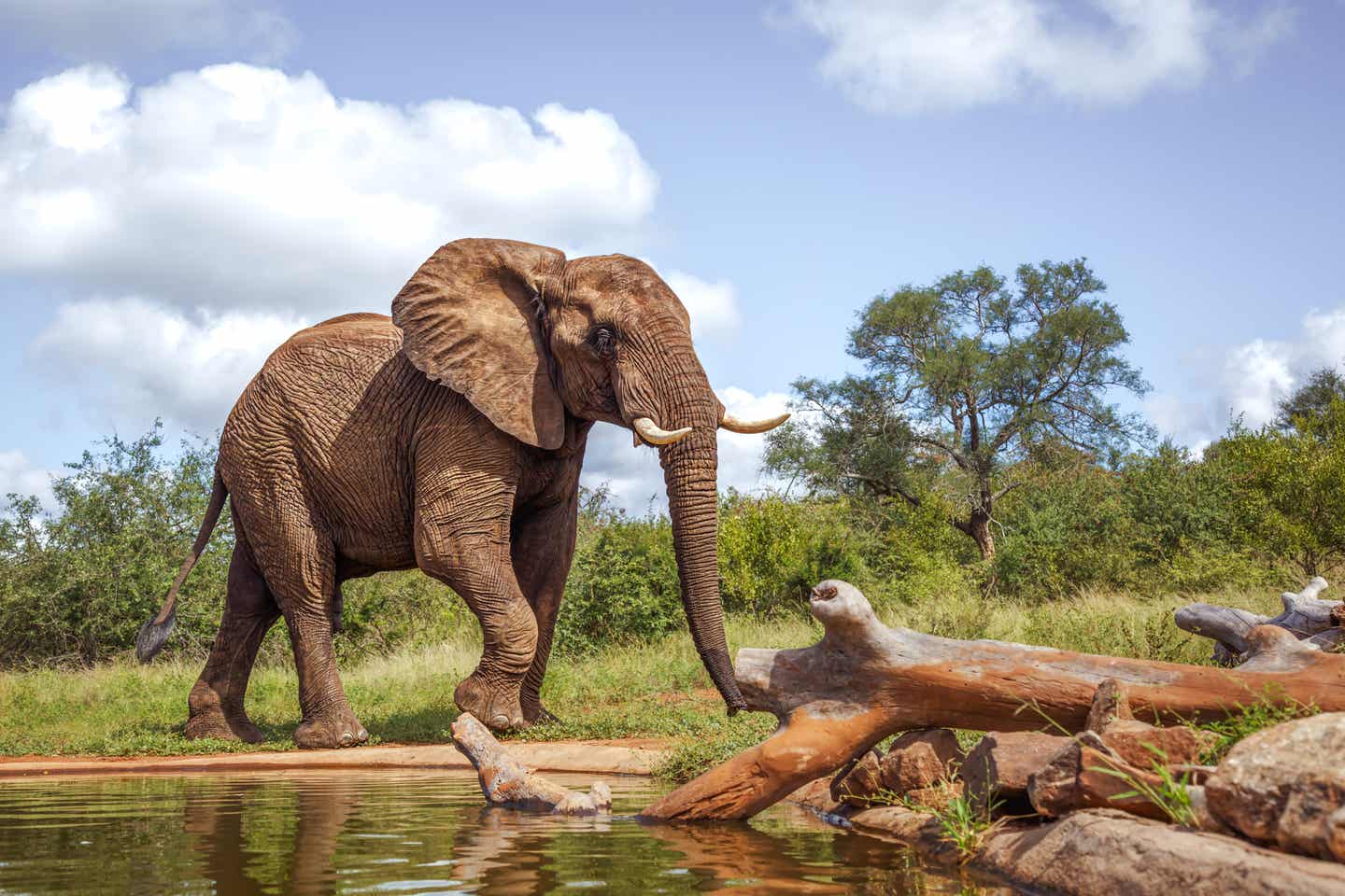 Ein großer Elefant in afrikanischer Landschaft
