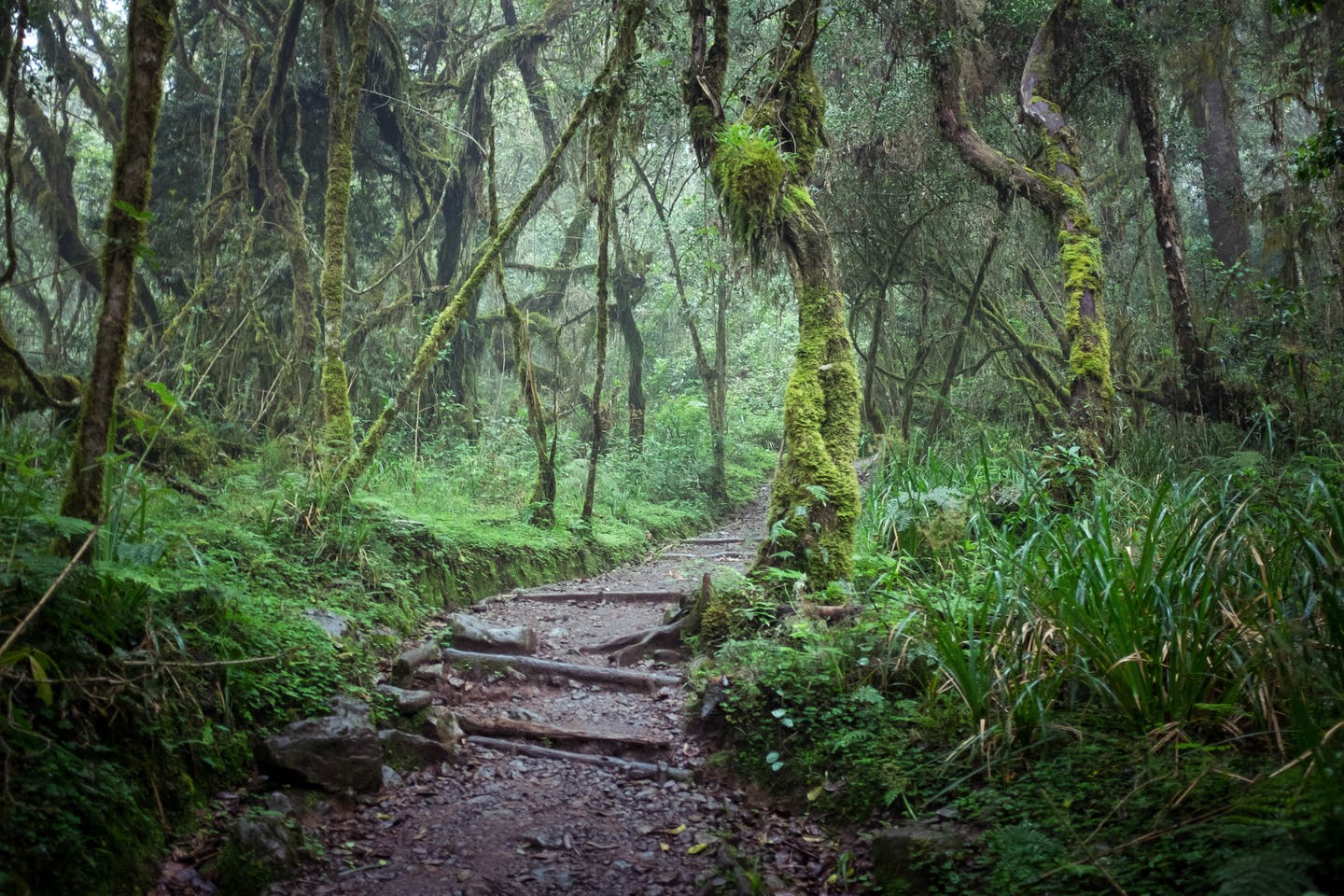 Weg im Dschungel bei deiner Machame-Route zum Kilimandscharo