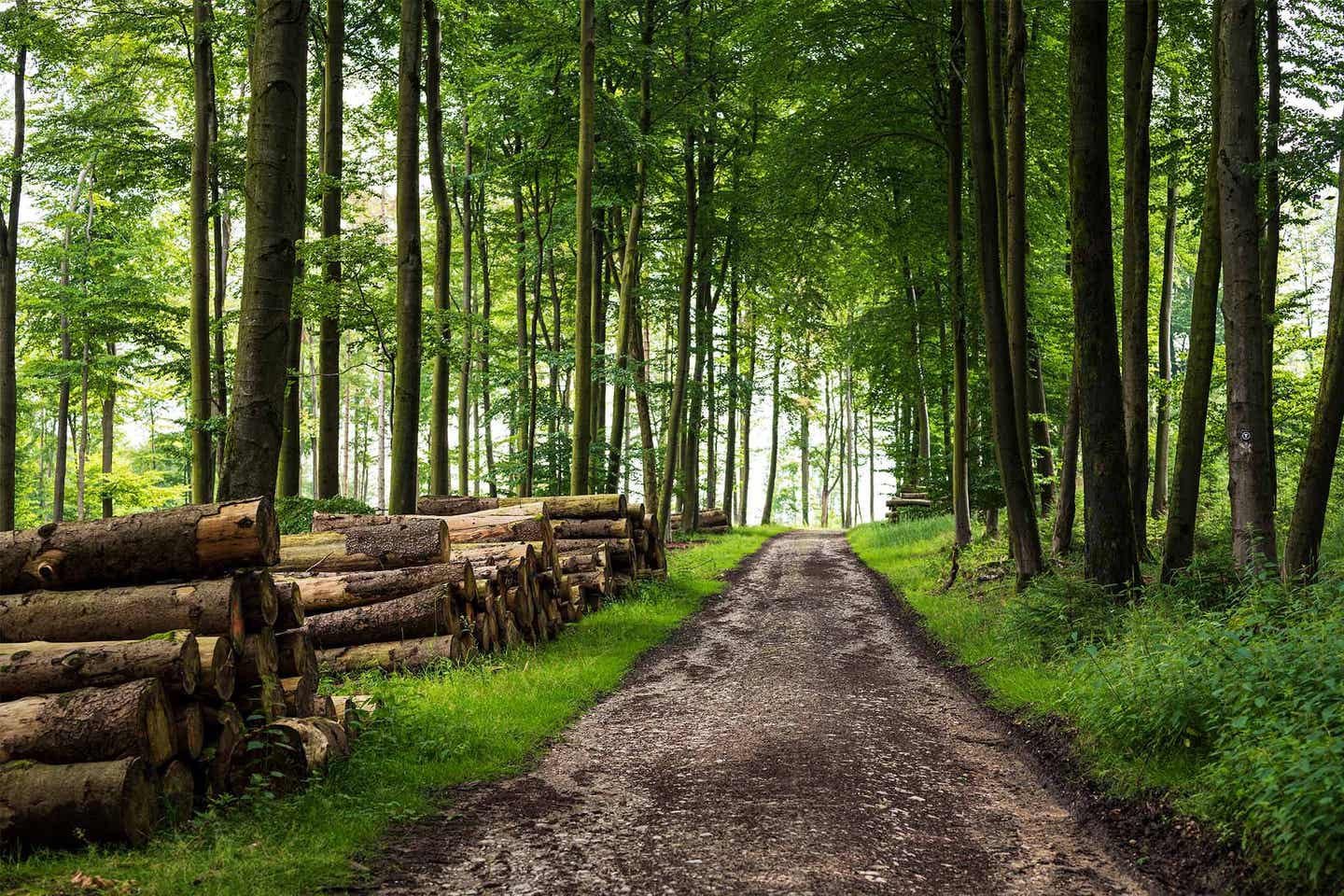 Waldweg im Teutoburger Wald in NRW vorbei an Holzstämmen