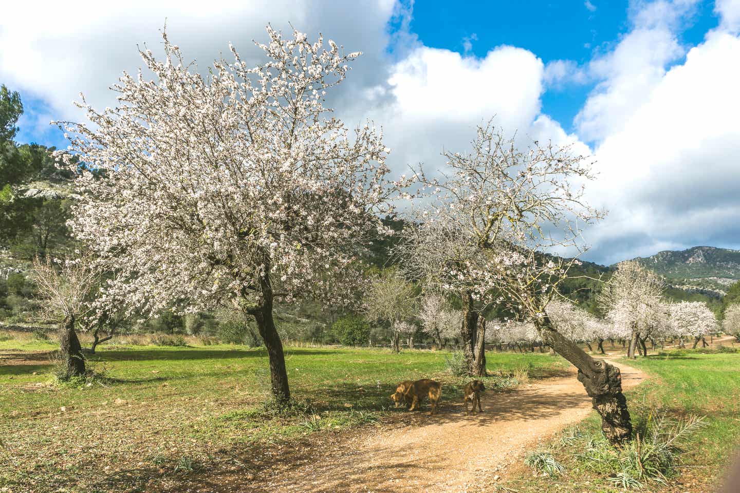 Mandelblüte in Mallorca: die beste Reisezeit