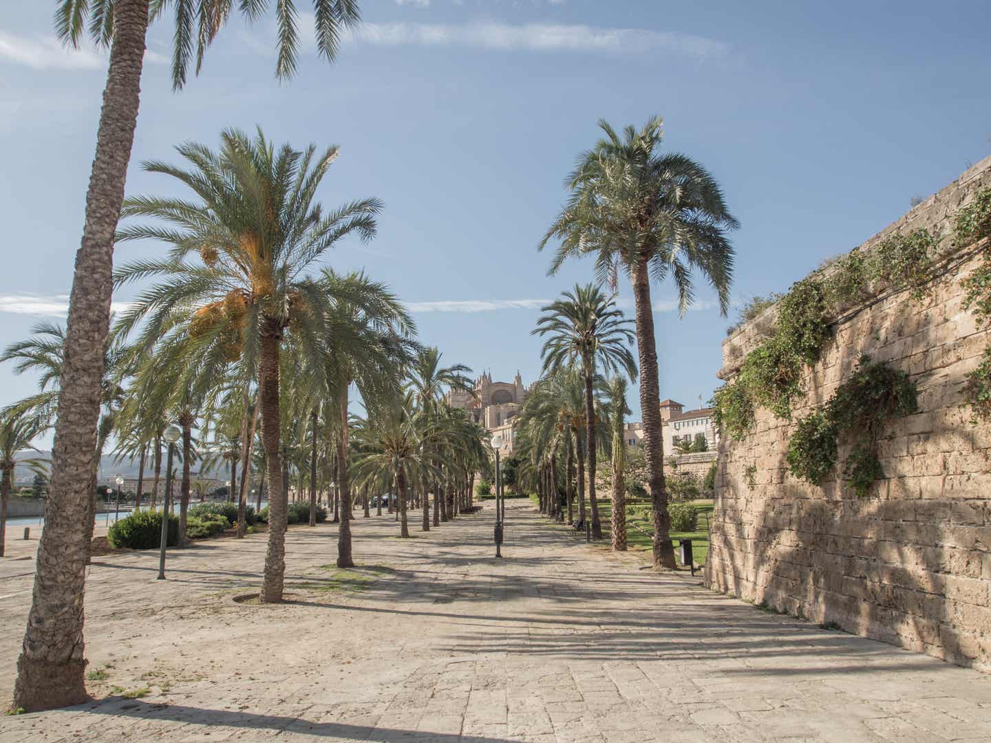 Can Pastilla Urlaub mit DERTOUR. Palmengesäumter Weg in Palma de Mallorca mit Blick auf die Kathedrale La Seu