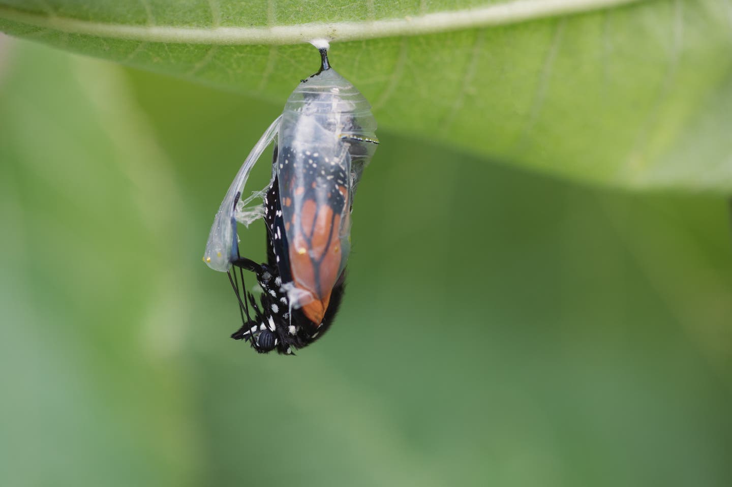 Schmetterlingstal auf Rhodos: Schmetterling im Kokon