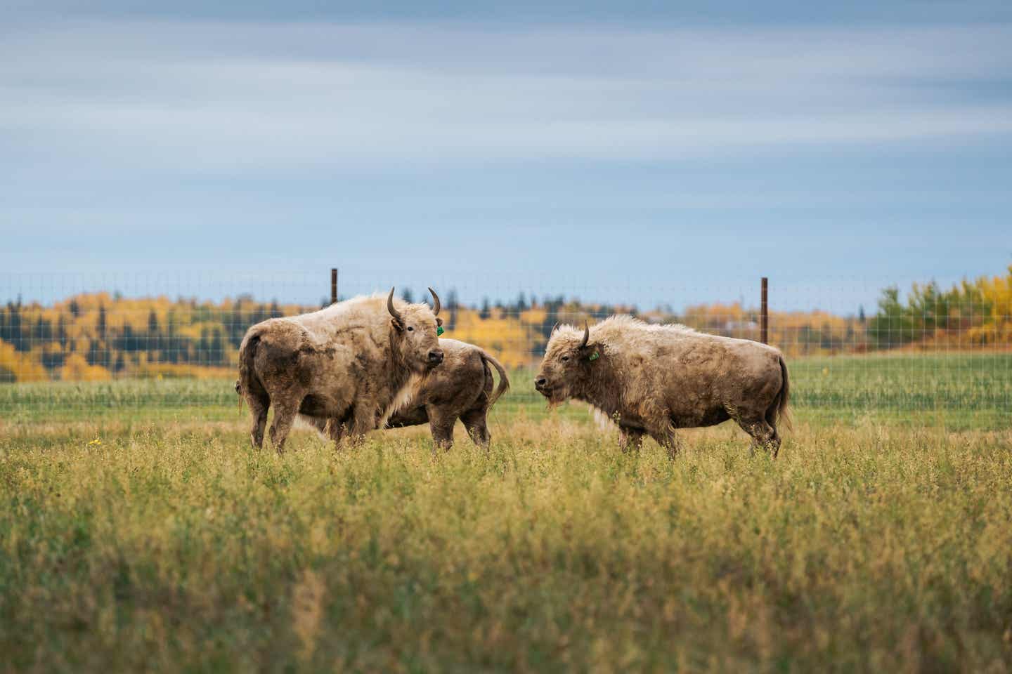 Alberta Urlaub mit DERTOUR. Grasende Bisons im Waterton National Park in Alberta