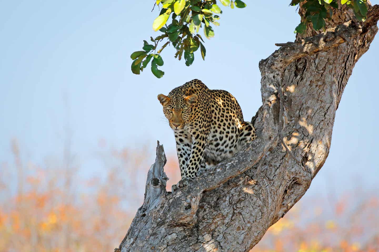 Ein Leopard auf der Pirsch im Krüger Nationalpark