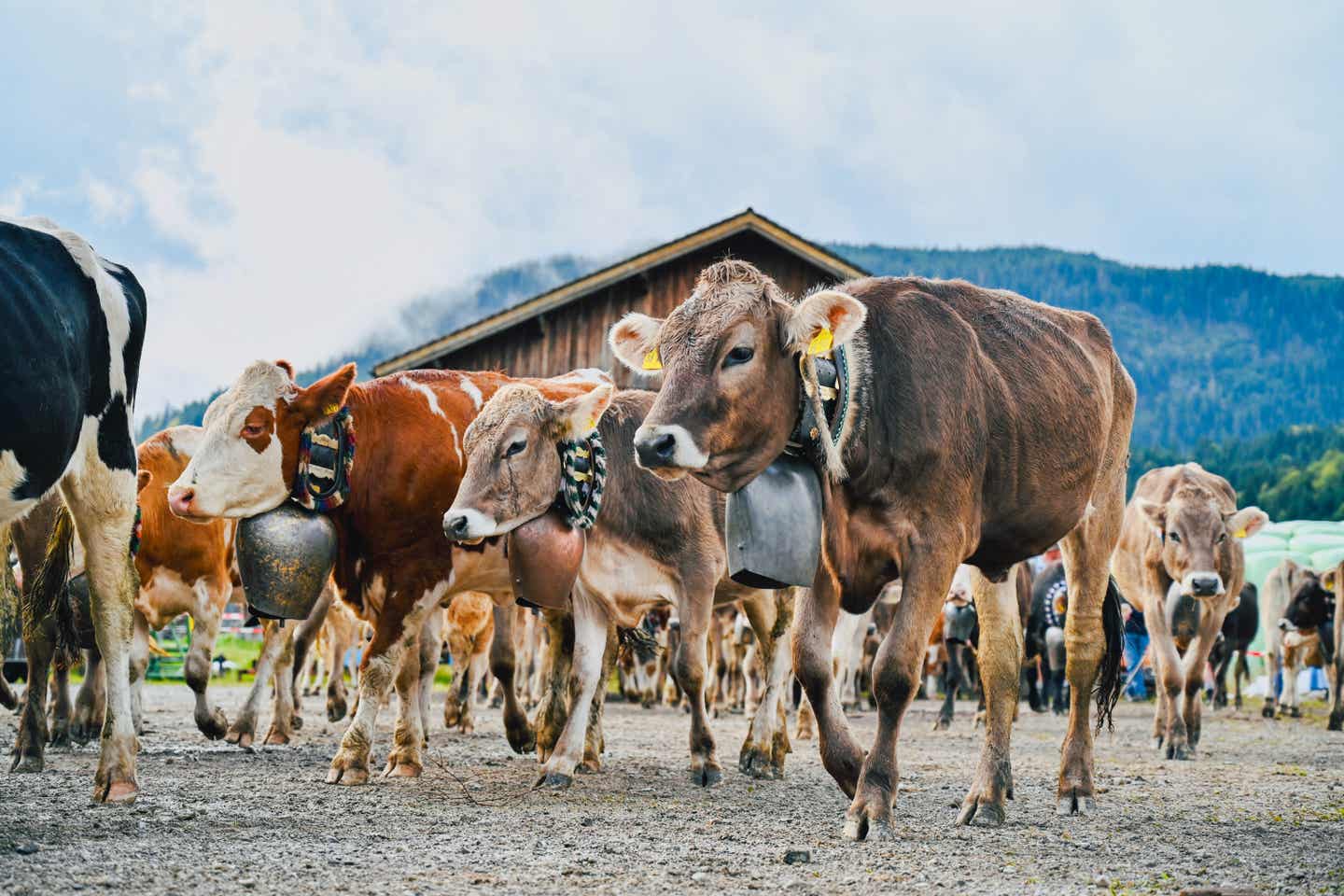 Sehenswürdigkeiten im Allgäu: Viehscheid und Almatrieb im Allgäu