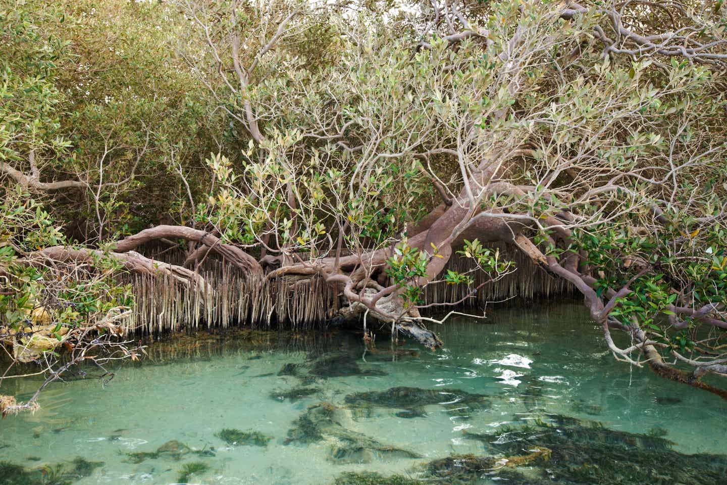 Mangrovenwald, Sharm el Sheick in Ägypten