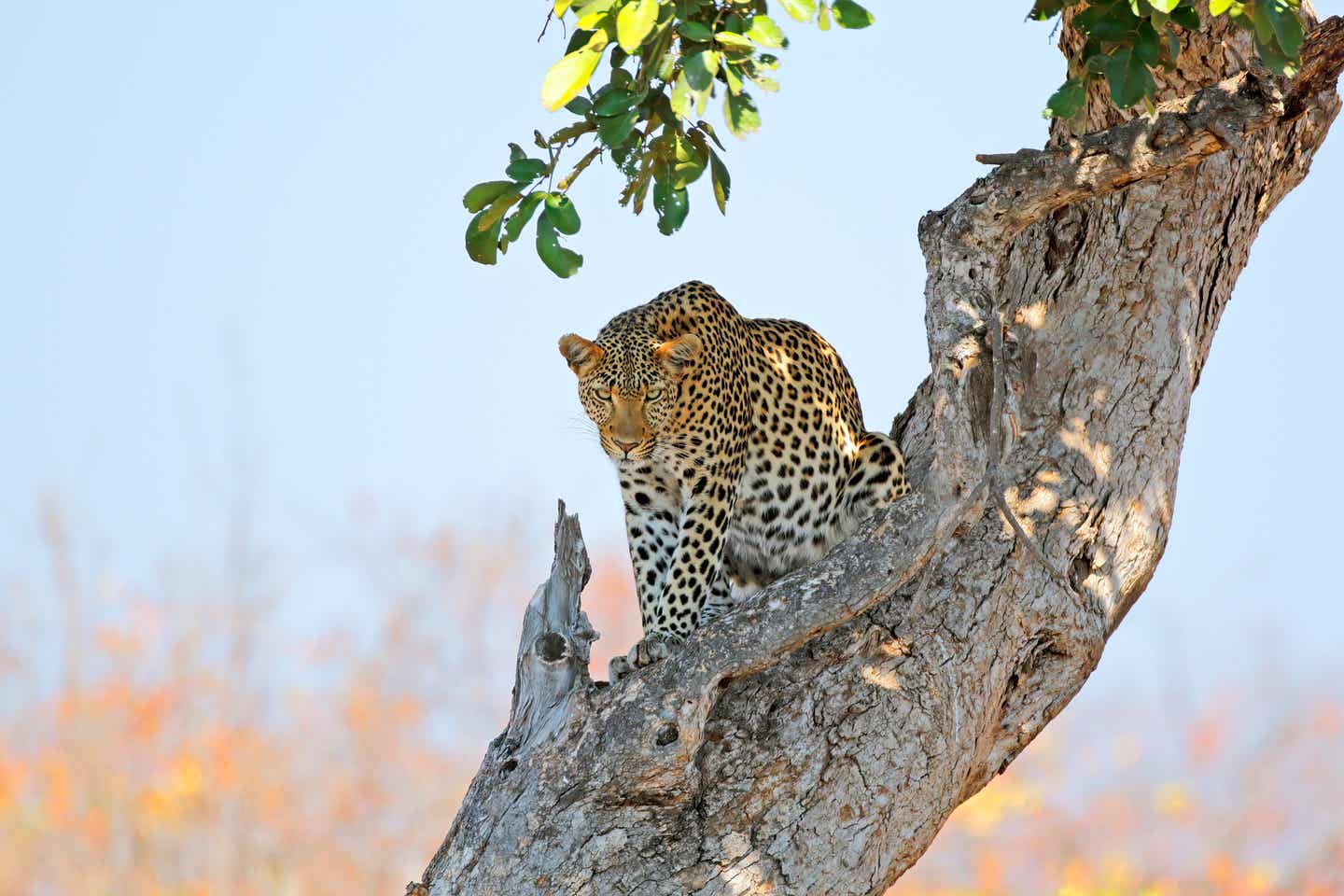 Ein Leopard auf einem dicken Baumast im Schatten