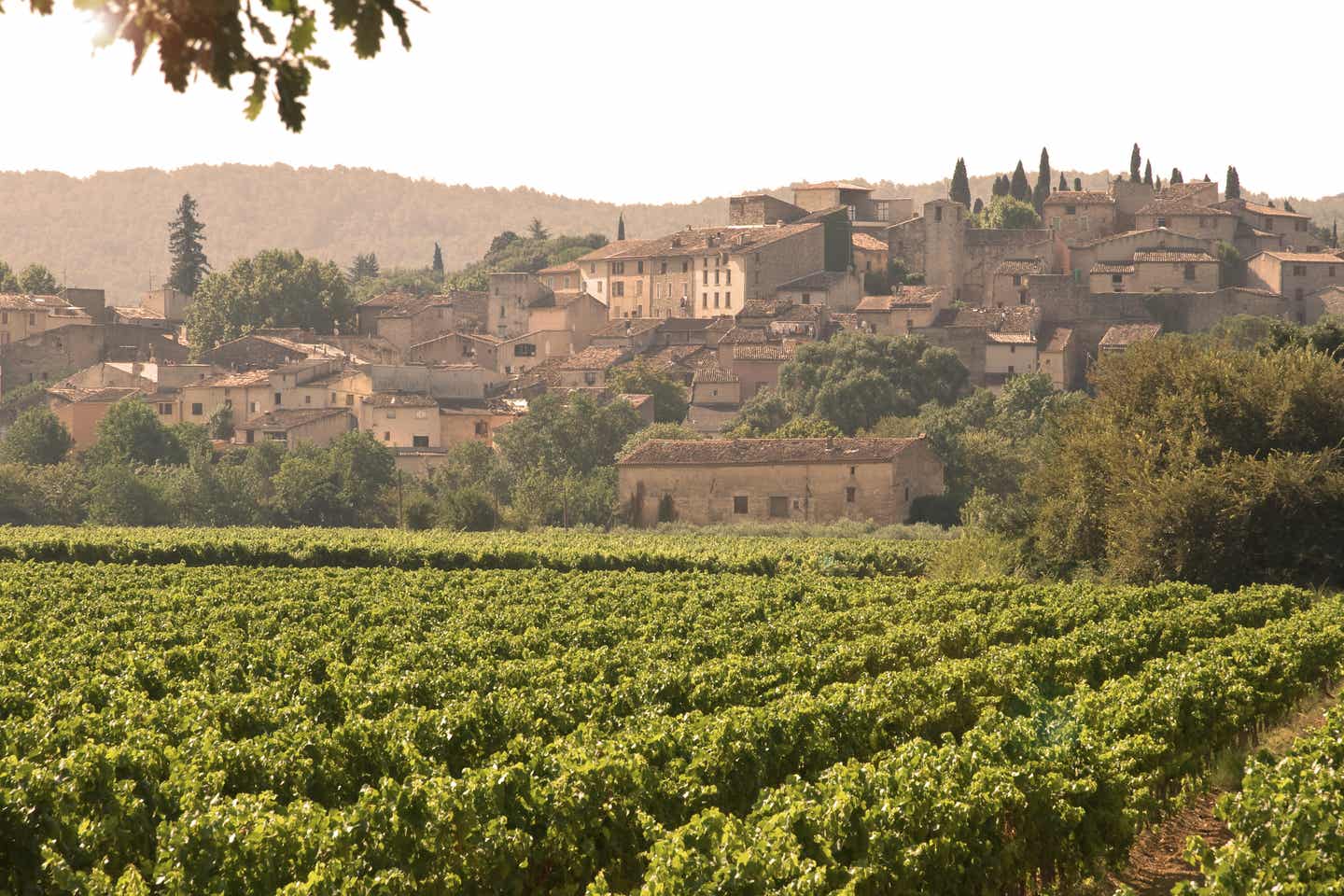 Provence Urlaub mit DERTOUR. Weinreben vor einem alten provenzalischen Dorf