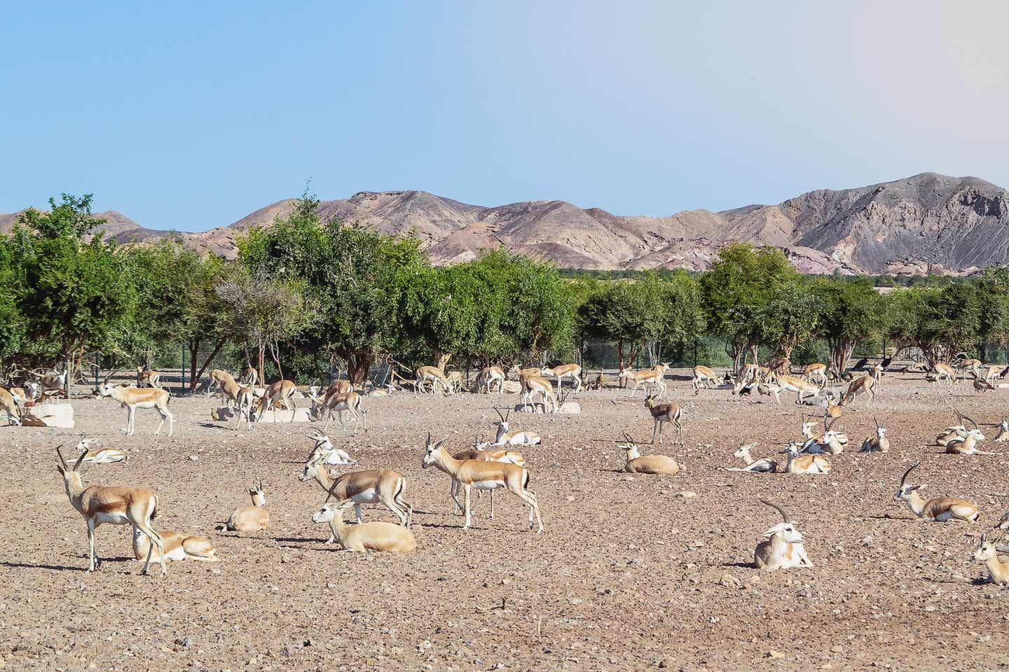 Antilopen im Sir Bani Yas Wildlife Park