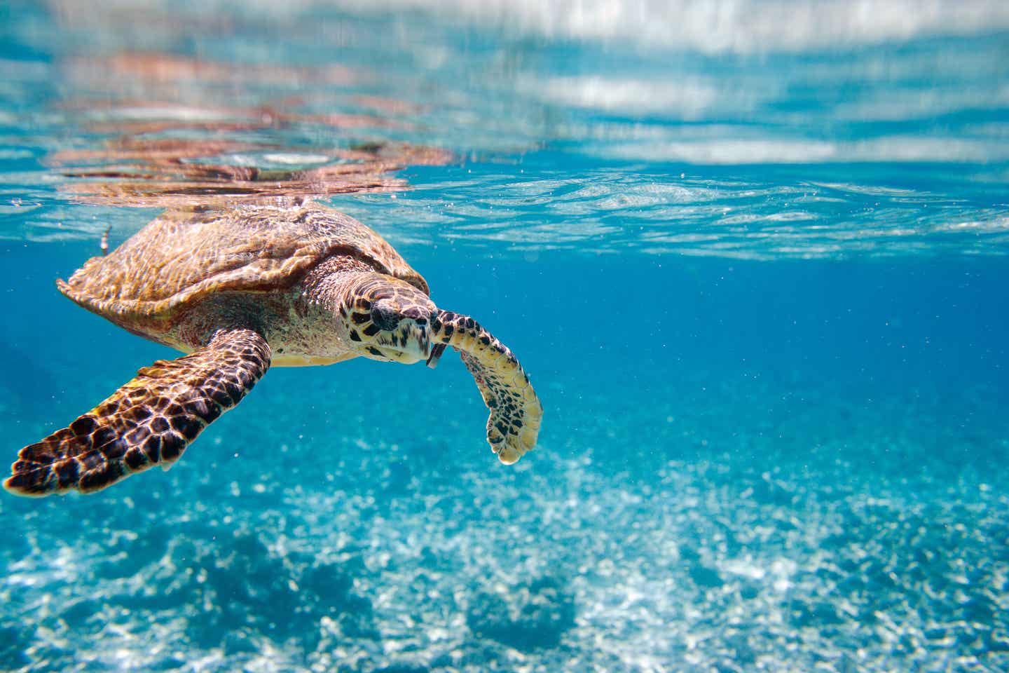 Karettschildkröte unter Wasser auf den Seychellen