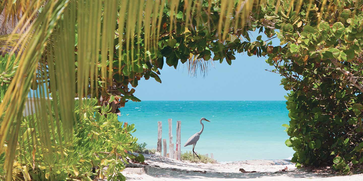 Ein Fischreiher auf Holbox