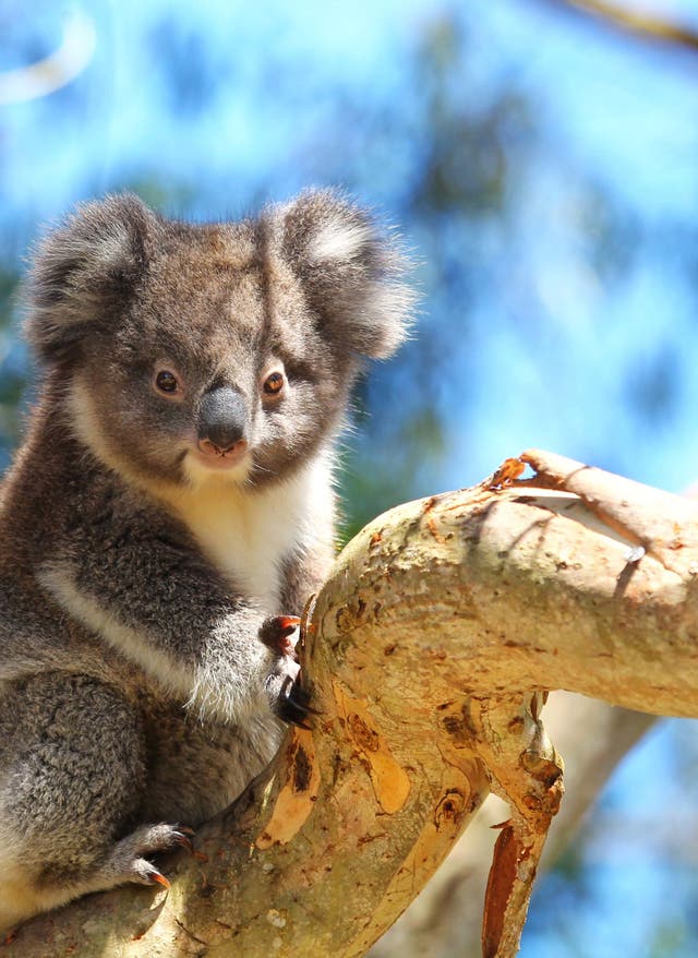 Zur Gruppenreise Rundreise Great Ocean Road And Beyond
