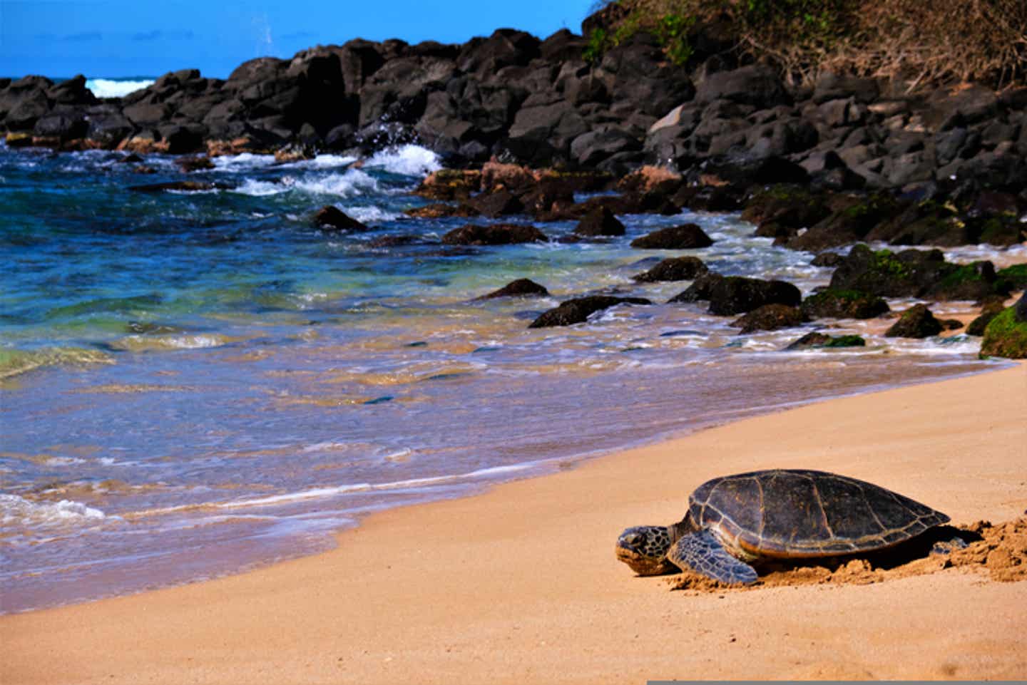 Laniakea Beach, Oahu