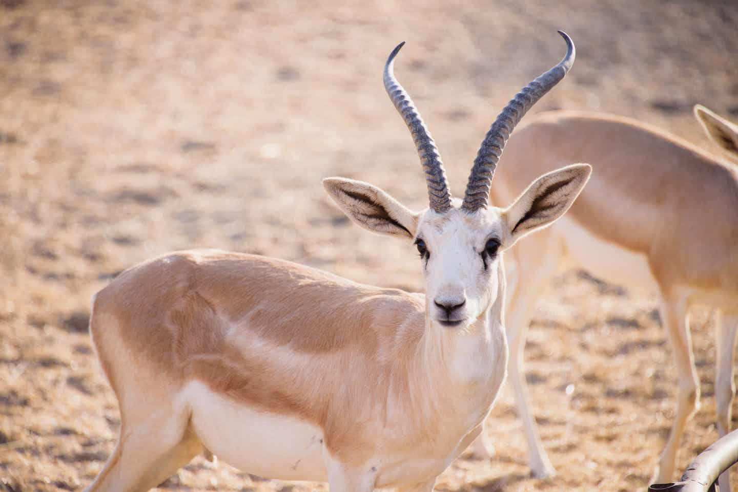 Eine Sandgazelle im Sir Bani Yas Wildlife Park