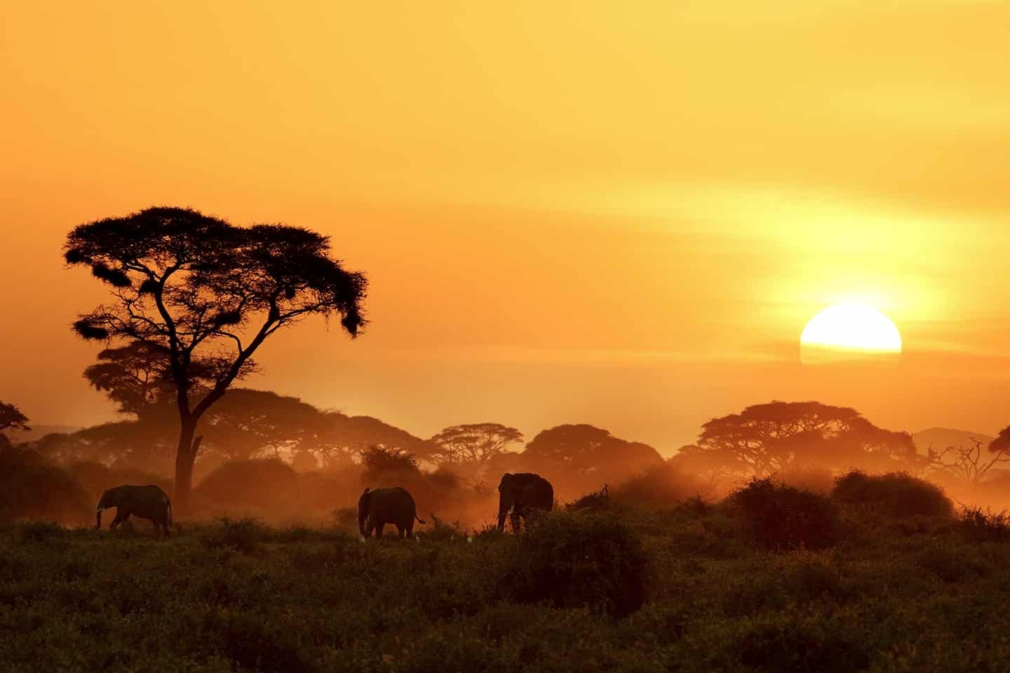 Den Sonnenuntergang in der afrikanischen Savanne erleben