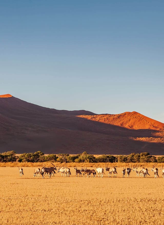 Nationalparks in Namibia Namibias Nationalparks: Antilopen in freier Wildbahn