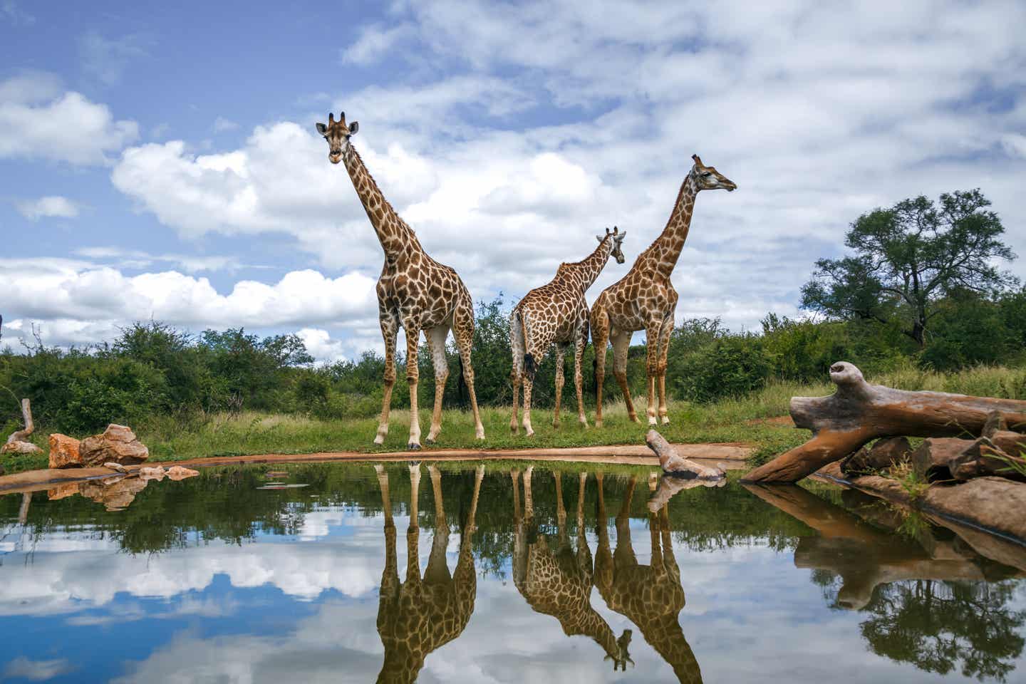 Drei Giraffen stehen majestätisch an einer Wasserstelle im Krüger Nationalpark in Südafrika – ihre Silhouetten spiegeln sich im klaren Wasser