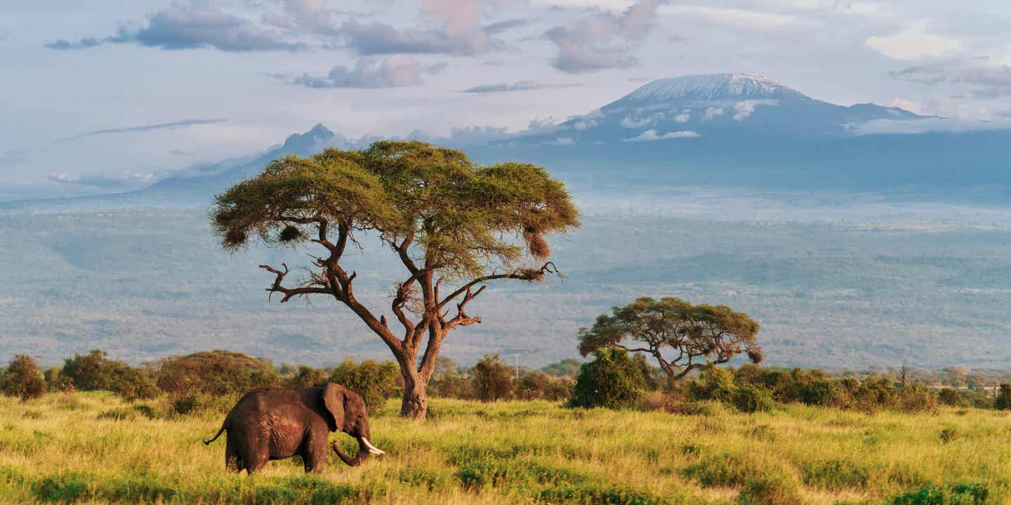 Elefant im Amboseli Nationalpark in Kenia, im Hintergrund der Kilimandscharo