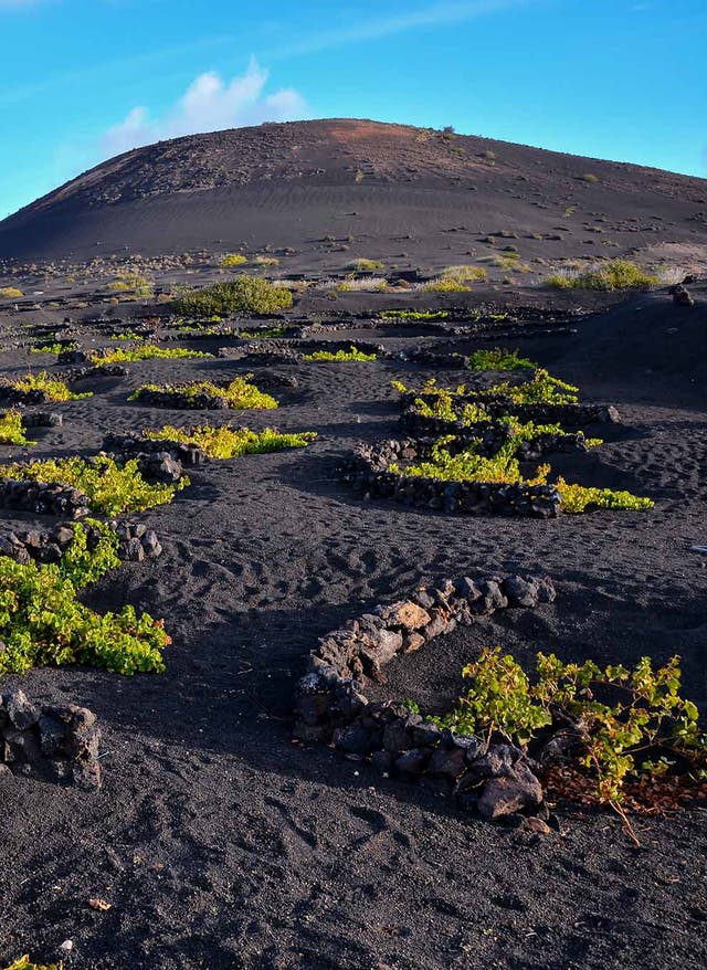 Lanzarotes Weinbau Lanzarote – Weinberg La Geria