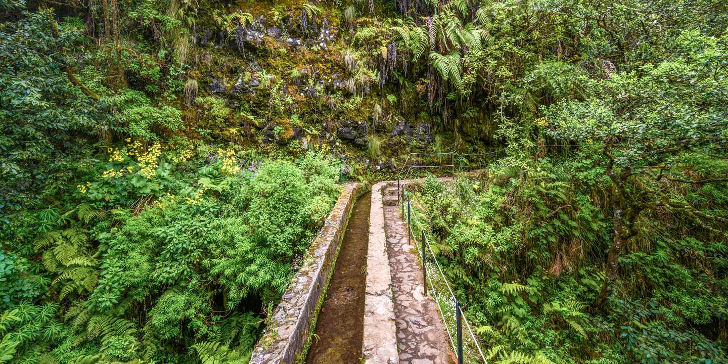 Schmaler Steinpfad entlang derLevada do Caldeirão Verde im dichten Lorbeerwald mit Farnen und moosbewachsenen Felsen