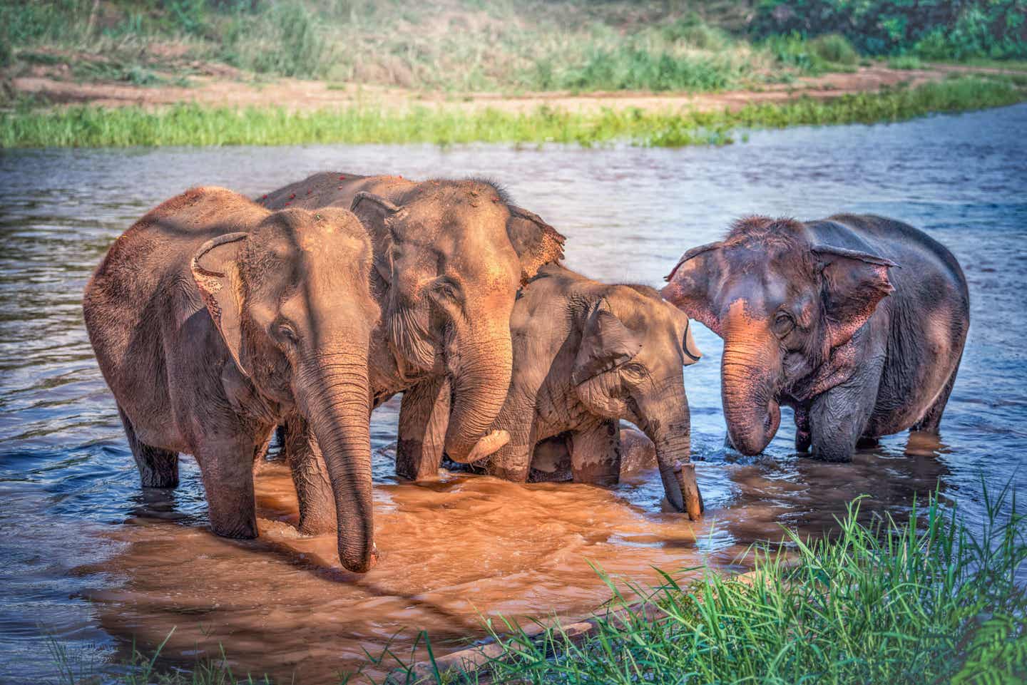 Elefantengruppe steht im Wasser