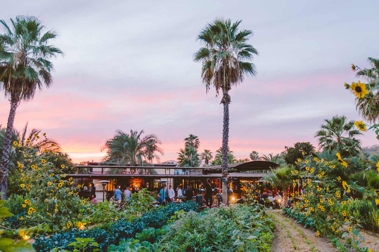 Farm to Table Restaurants in Los Cabos 