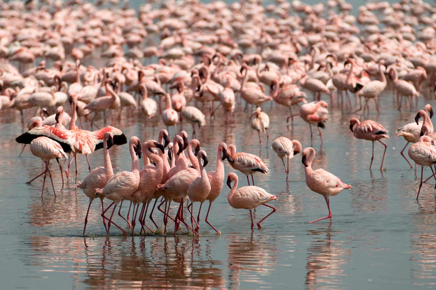 Kenia beste Reisezeit. Flamingos am Lake Nakuru