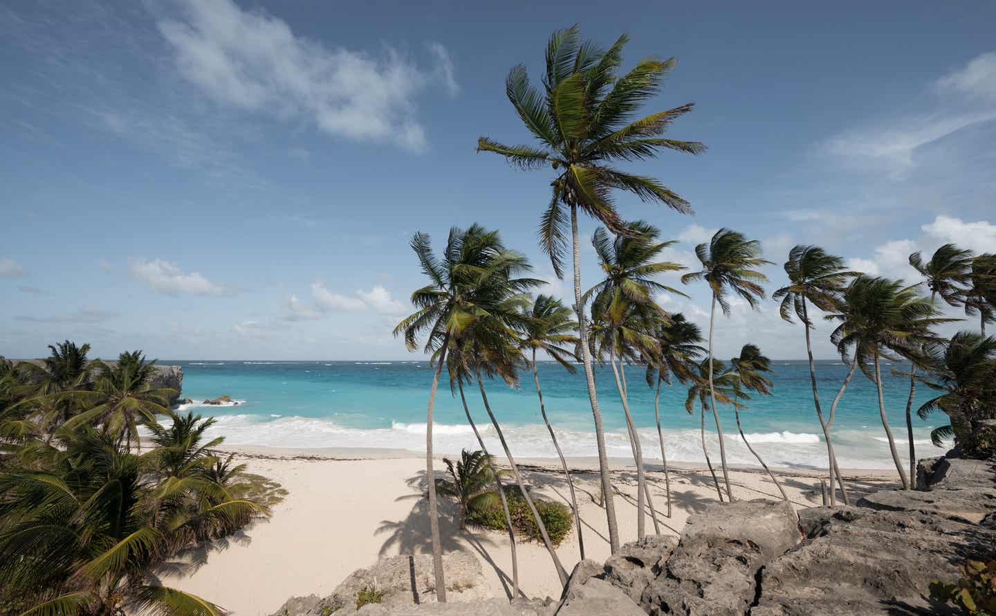 Barbados beste Reisezeit: Palmen am Strand am Bottom Bay