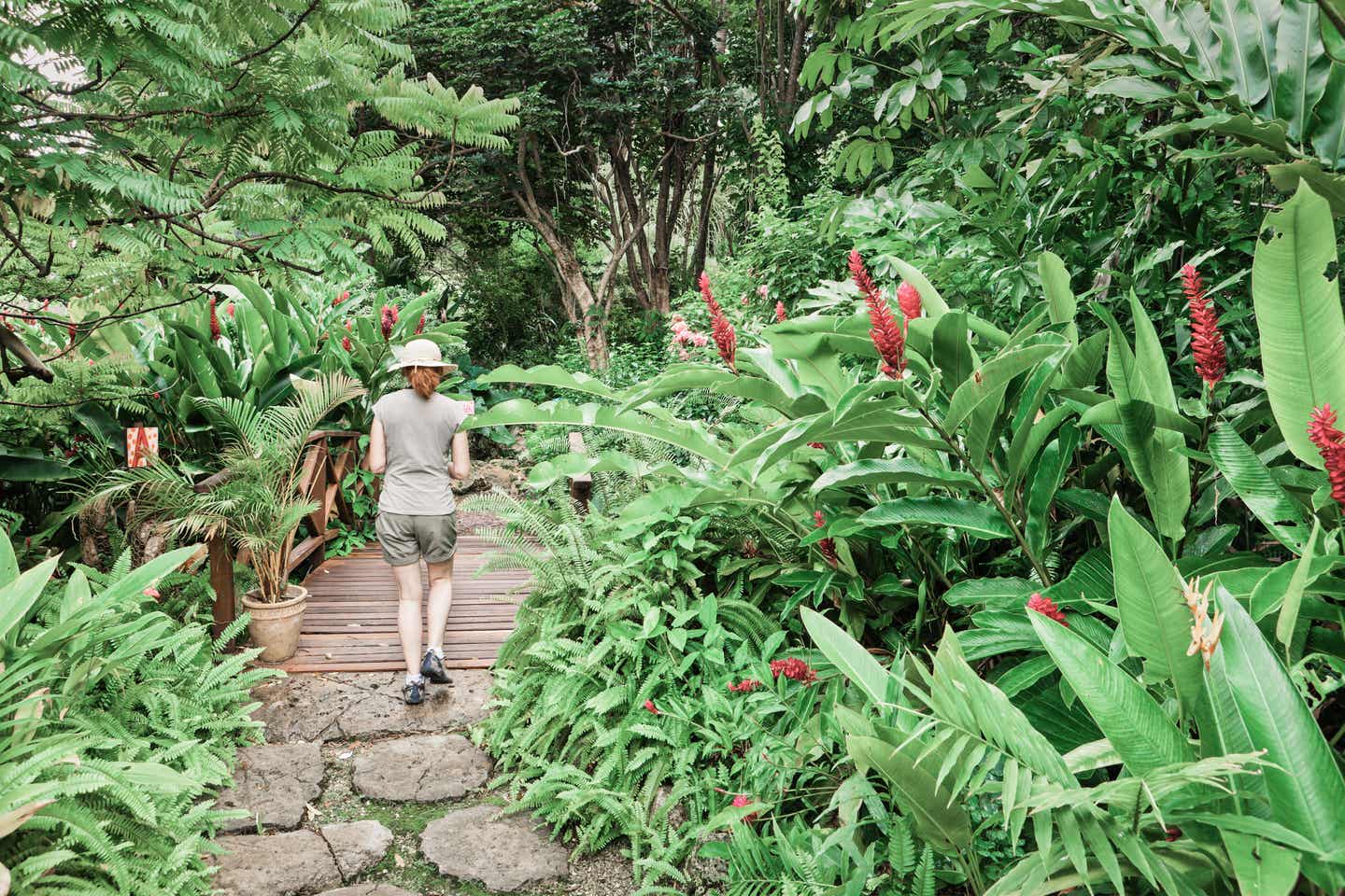 Andromeda Botanic Gardens auf Barbados in der Karibik