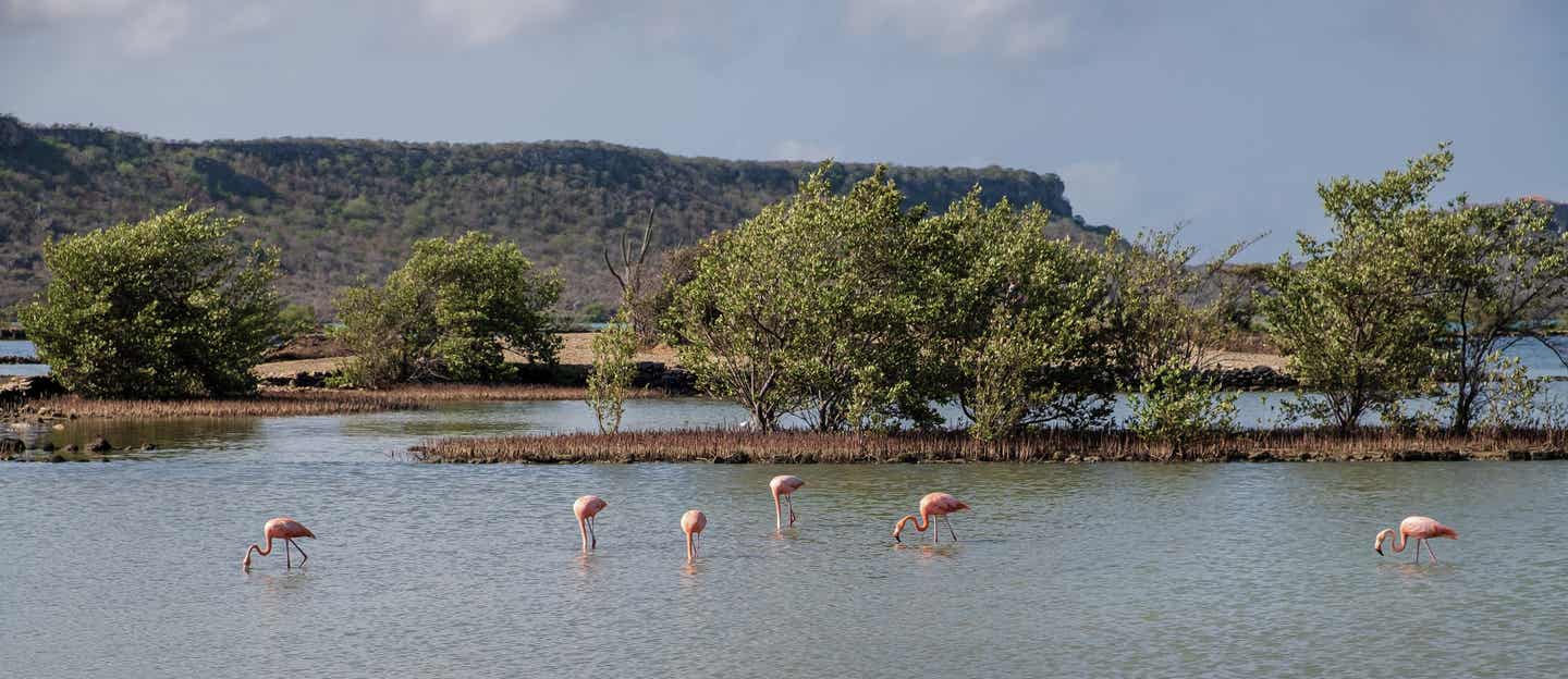 Willemstad Urlaub mit DERTOUR. Flamingos in der Lagune Salina Sint Marie bei Willemstad, Curacao