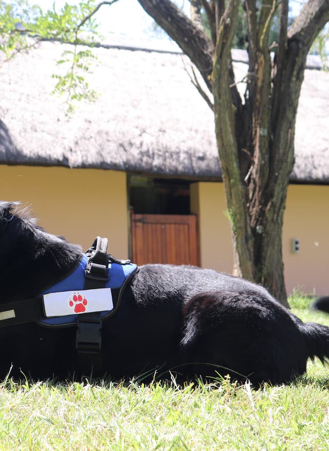 Suchhunde gegen Wilderei in Afrika