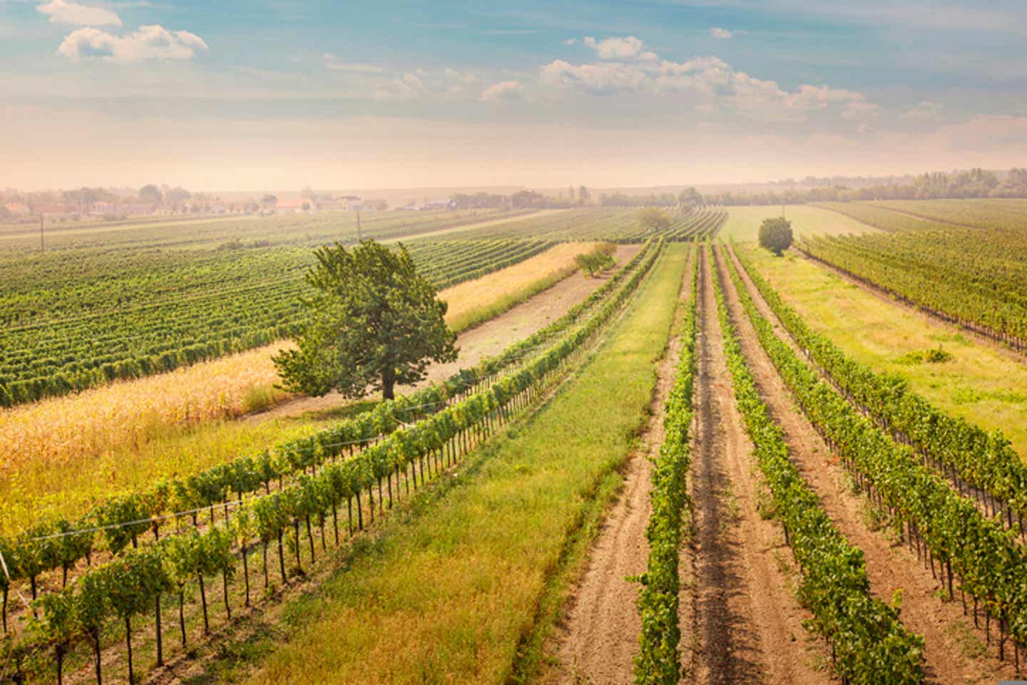 Weinregion Burgenland in Österreich