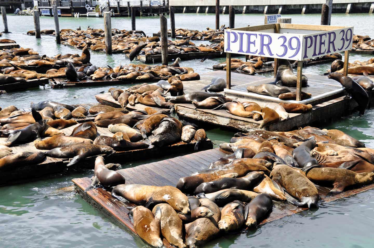 San Franciscos Sehenswürdigkeiten mit DERTOUR erleben. Seelöwen an ihrem Lieblingsplatz in der Stadt – dem Pier 39