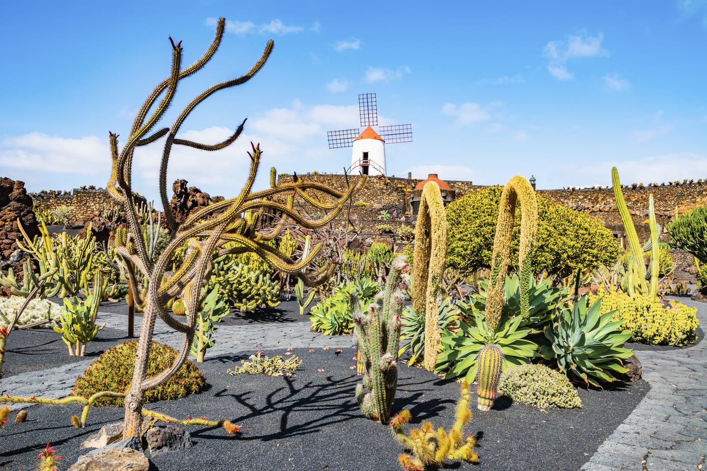 Kakteenlandschaft auf Lanzarote