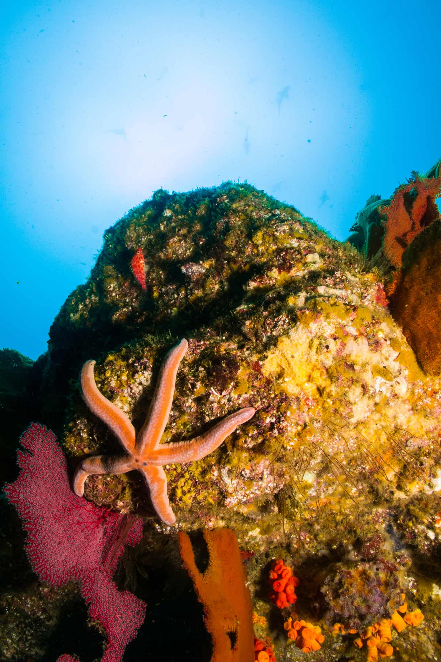 Los Cabos Sehenswürdigkeiten: Biodiversität 