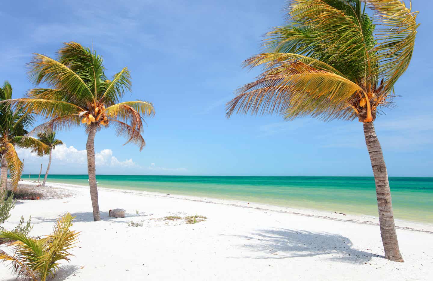 Weißer Strand mit Palmen und türkisblauem Wasser auf Holbox