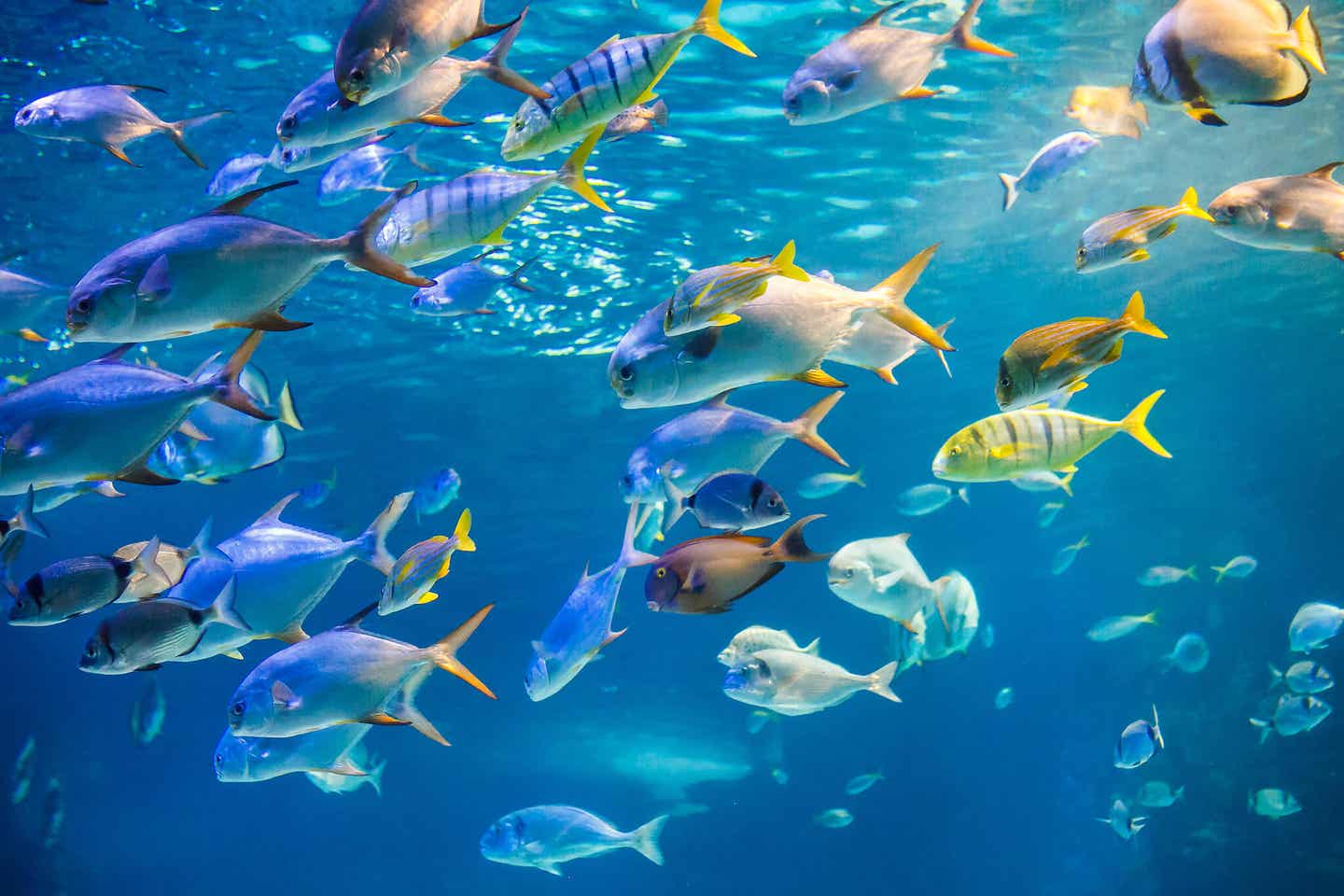 Gran Canaria Poema del Mar Aquarium mit vielen Fischen