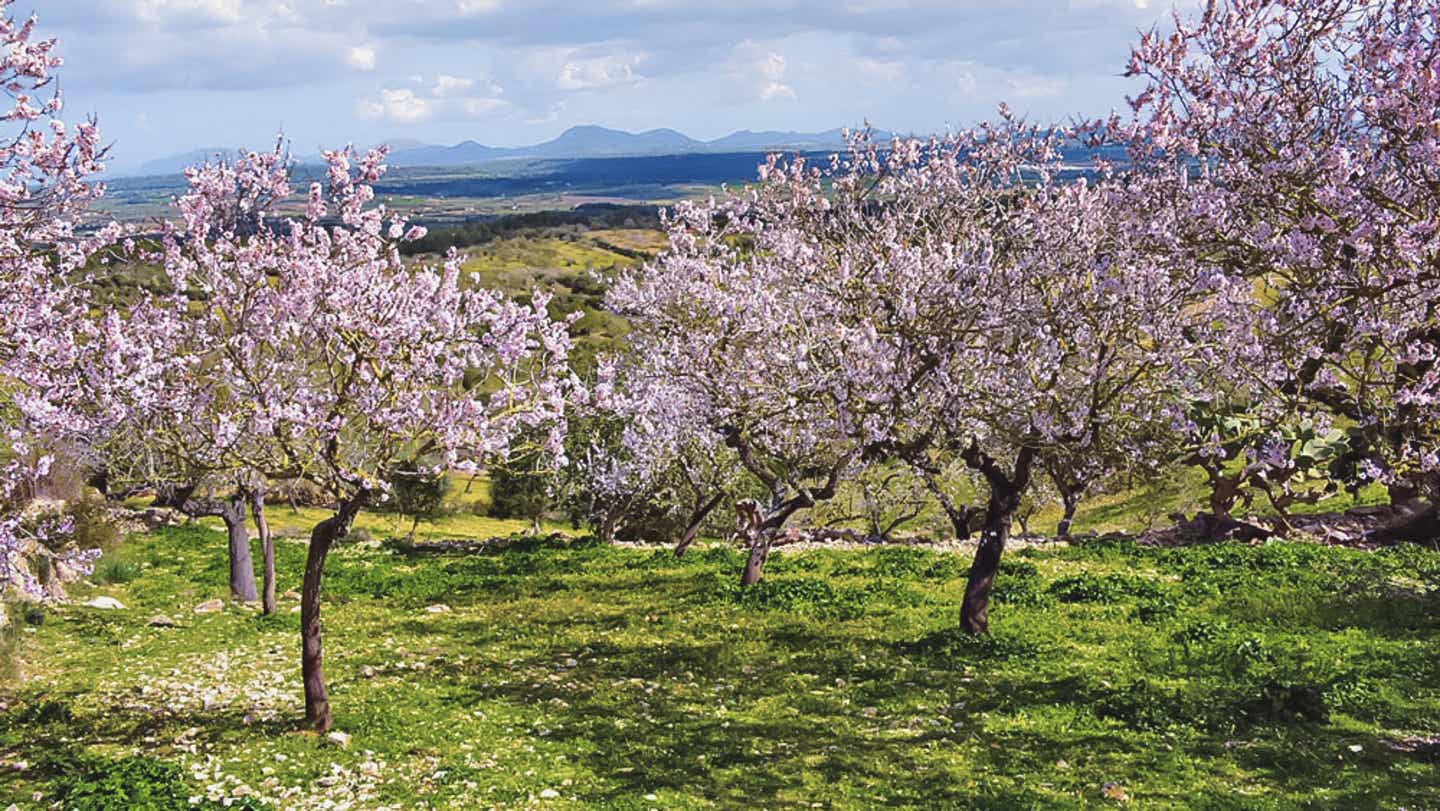 Die Mandelblüte ist die perfekte Zeit, um auf Mallorca wandern zu gehen