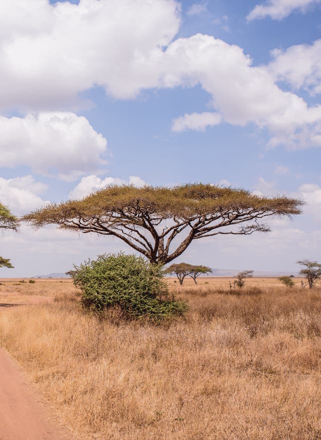 Nachhaltige Projekte weltweit Feldweg im Serengeti Nationalpark