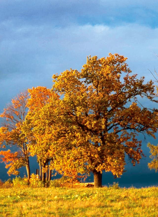 Hotel in Lettland buchen Windmühle in Lettland