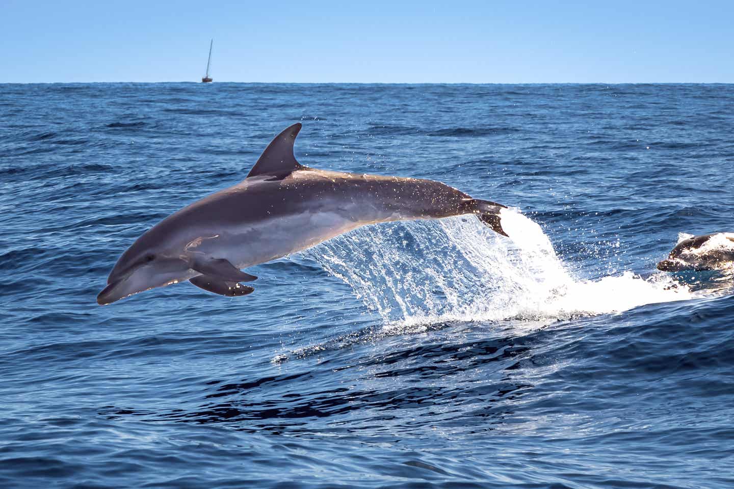 Delfin vor Teneriffas Küste