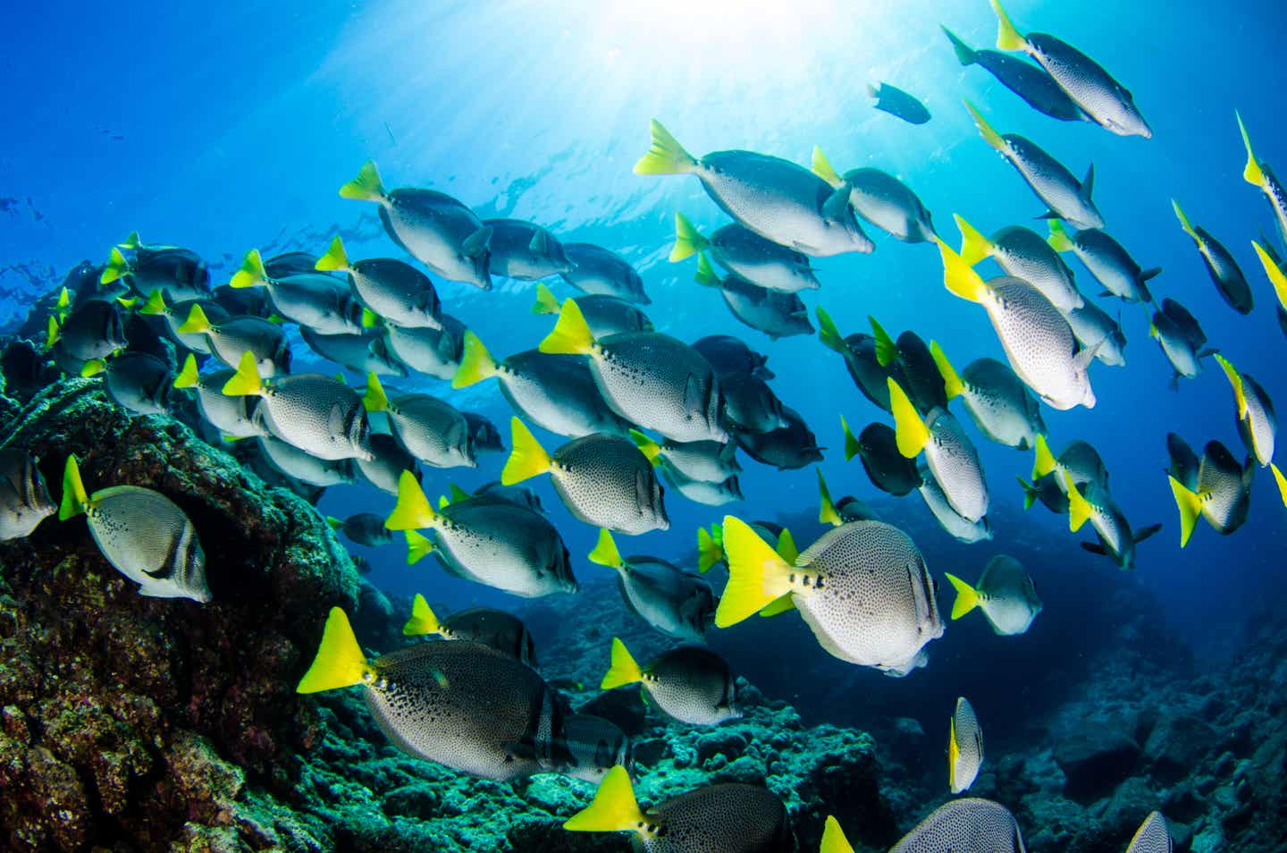 Los Cabos Unterwasserwelt