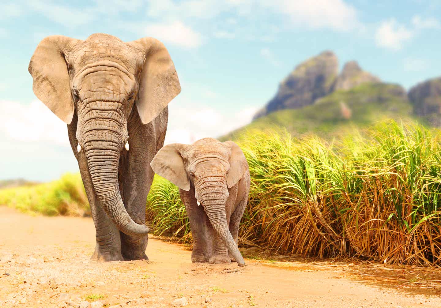 Afrikanische Buschelefanten im Wildreservat – Muttertier mit Jungtier spaziert durch Graslandschaft mit Bergkulisse in Afrika