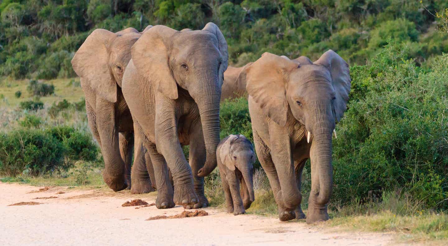 Südafrika Garden Route: Elefantenfamilie im Addo Elephant National Park